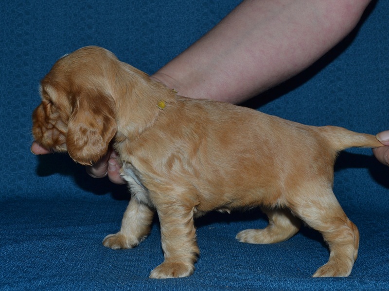 12 - žlutá fenka.JPG